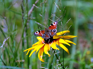 Peacock eye Butterfly is sitting on the yellow flower above blur green background on summer day closeup