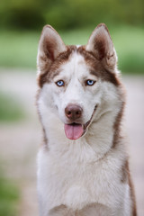 Portrait of a charismatic red Siberian husky on a background of green grass