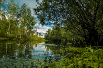 On the forest river