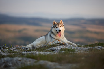 The magnificent gray Siberian Husky lies on a rock in the Crimean mountains against the backdrop of the forest and mountains. A dog on a natural background. © sir_j