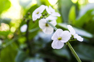 Amazon is a white flower with 3 petals round petals, pistils, yellow flowers are very beautiful, is a tree trunk is lonely, underground petals plump, plunging out of the water, want sunlight all day.