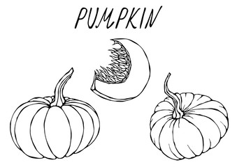 Orange Pumpkin. Autumn or Fall Vegetable Harvest Collection. Realistic Hand Drawn High Quality Vector Illustration. Doodle Style.