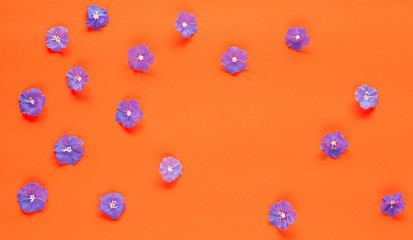 Small Floral or wild Flowers on color background.Flat lay, top view. Valentine's background.