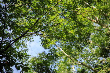 Fototapeta premium 北アルプス 燕岳 大天井岳 槍ヶ岳 表銀座縦走 11