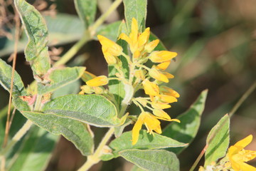 Natur am Breiten Wasser im Teufelsmoor im Sommer