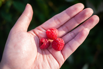 Close up of fresh ripen organic red raspberry in Asian woman hand under morning light. Rich in Nutrients. Good source of vitamin, antioxidant and anti-inflammatory. Healthy eating and eat well concept