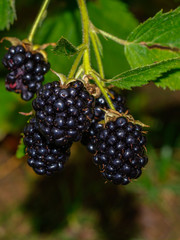 Reife Brombeeren am Strauch