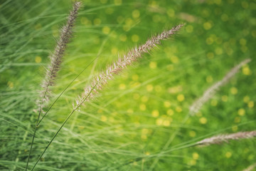 grass flowers