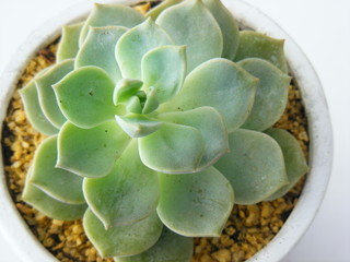 Close-up of a succulent over a white background.
