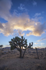 Joshua tree and clouds at sunset