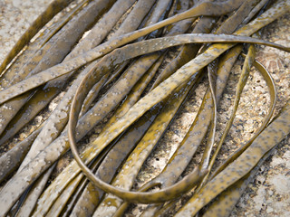 Thongweed, sea thong, himanthalia elongata on sea rock. Edible seaweed. Close up.