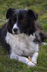 Border Collie auf Wiese