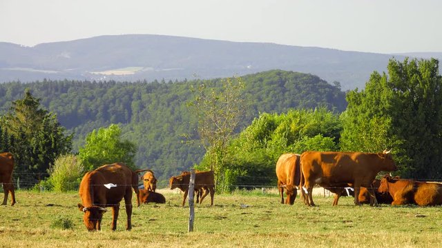 K&uuml;he weiden idyllisch  auf saftigen Wiesen im Weserbergland