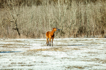 Лошадь и дрон