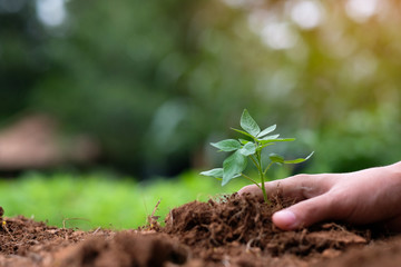hands holding young plant growing on soil with green background. Earth day, environmental and Ecology concept