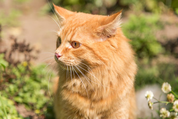 Naklejka na ściany i meble Beautiful orange red cat portrait closeup