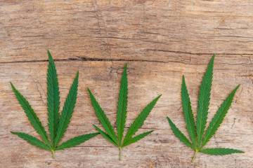 Green cannabis leaves on wooden background