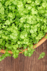 Overhead photo of fresh green parsley in pot with copy space