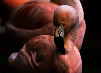 Fototapeten flamingo portrait © JulioH Photography