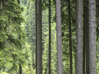 trekking in Mocheni Valey in Trentino