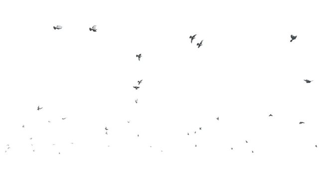 Pigeons flying against white, 4K