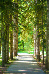 Sunny path in the woods among the pines. Background
