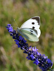 Welsh Lavender fields,Powys, UK