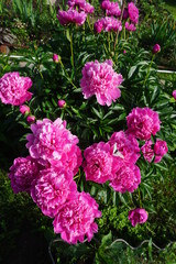 пионы розовые......