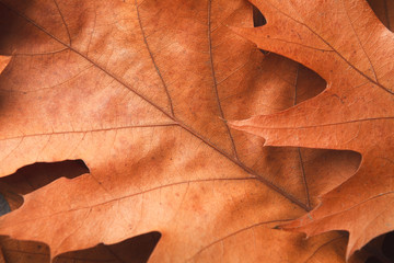 Fall oak leaves background closeup