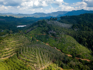 Fototapeta na wymiar Aerial drone view of deforestation of a tropical rainforest to make room for palm oil and rubber plantations