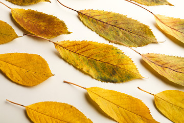 Fall ash leaves pattern isolated on white background