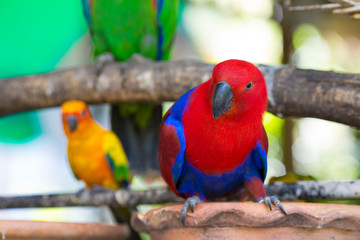 Parrot red.