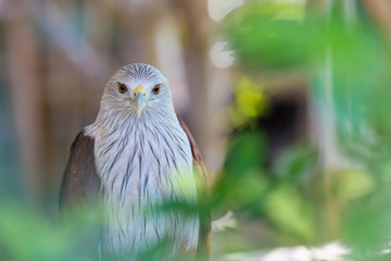 Hawk eye.