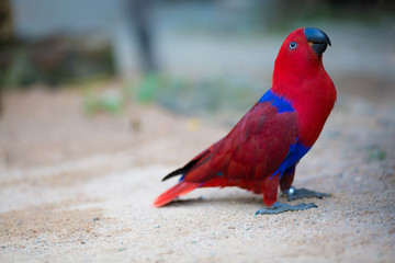 Parrot red.