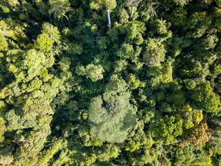 Aerial drone view of lush, green tropical rainforest