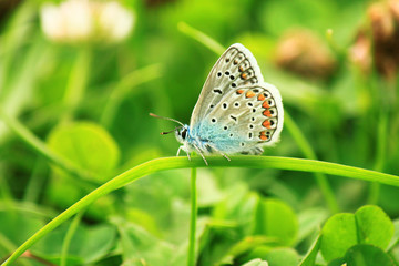 Fototapeta na wymiar Male blue butterfly (Polyommatus icarus). The underside of the wings.