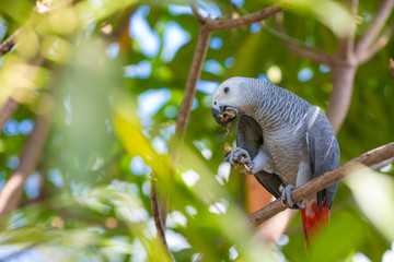 Parrot gray.