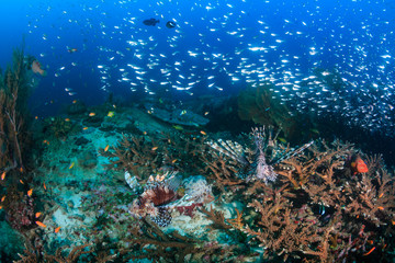 Fototapeta na wymiar Hundreds of tropical fish swim around a colorful coral reef