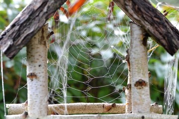 Spider web in a bird feeder