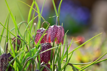 Snake's head fritillary at dawn, chess flower