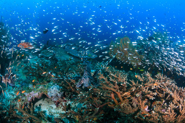 Plakat Hundreds of tropical fish swim around a colorful coral reef
