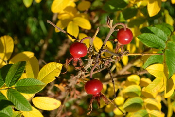 Fruits of wild rose in autumn