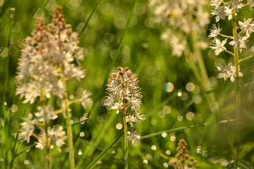 Foam flower (tiarella) at dawn with dew