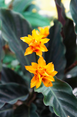 Calathea crocata eternal flame plant with green leaves and yellow flowers vertical