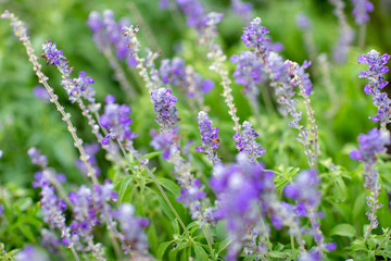 Lavender the best of flowers.
