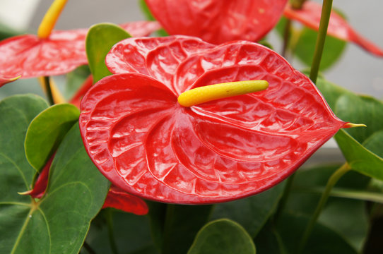 Flamingo Lily Or Anthurium Andraeanum Red Plant