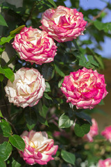 Decorative rose Bush in the garden.