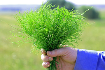 green horsetail grass in man's hand