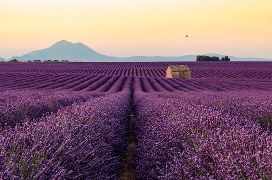 Plateau de Valensole 2018