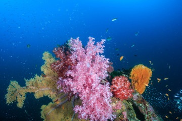 Beautiful, colorful but fragile soft corals on a tropical coral reef